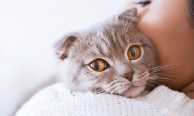 Cat Breeds