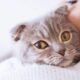 Cat Breeds