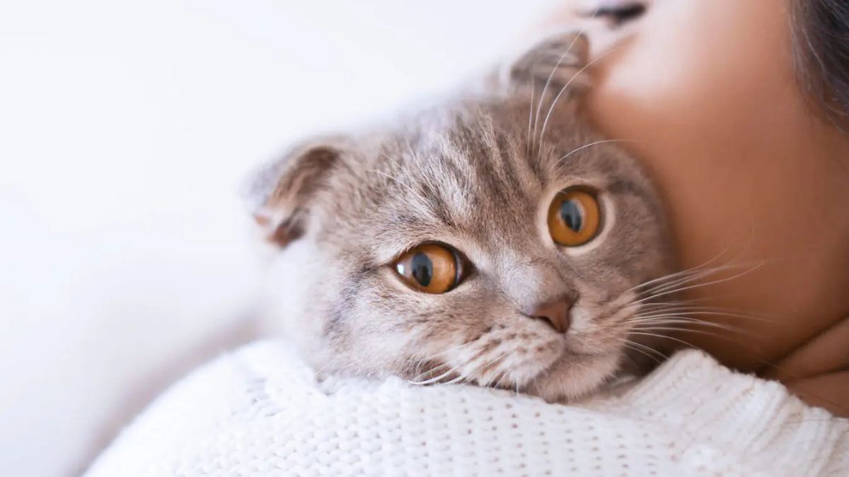 Cat Breeds